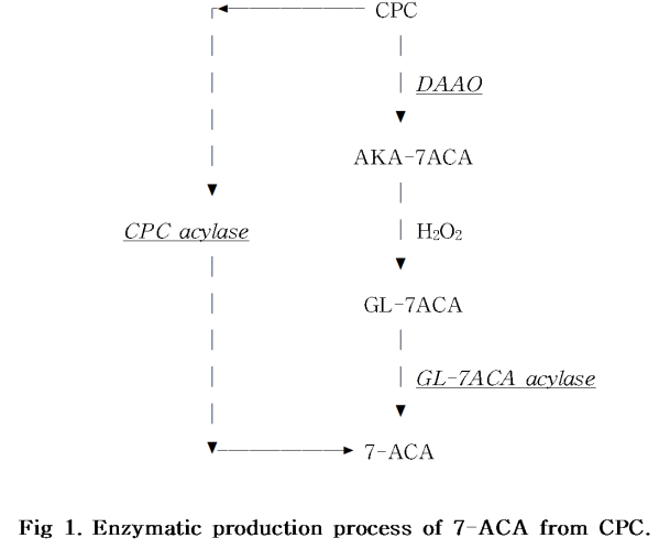 Enzymatic production process of 7-ACA from CPC