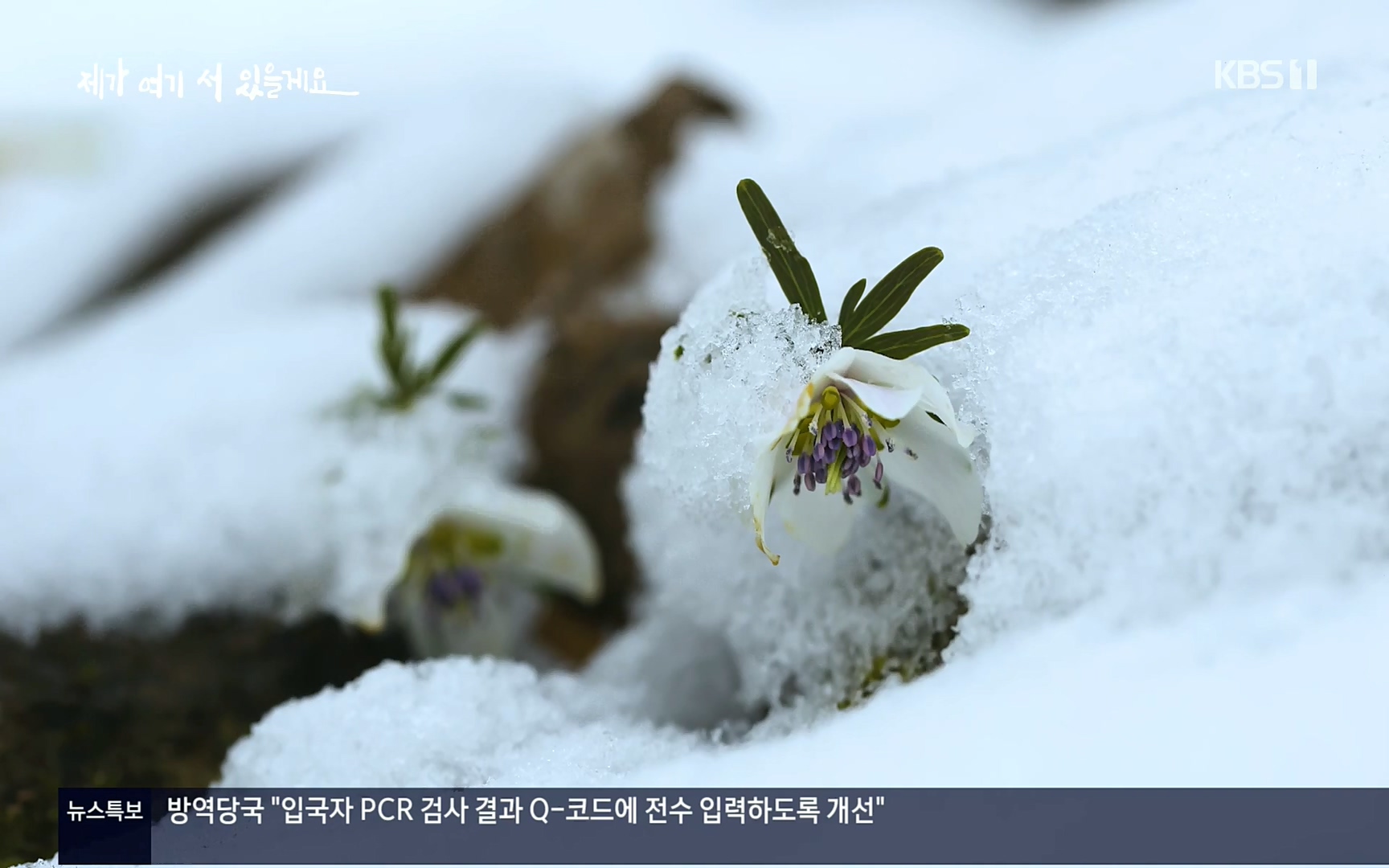 다큐 인사이트.E124.220908p.H264-F1RST.mp4_20220912_143722.762.jpg