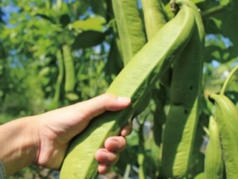  작두콩차 효능 7가지
