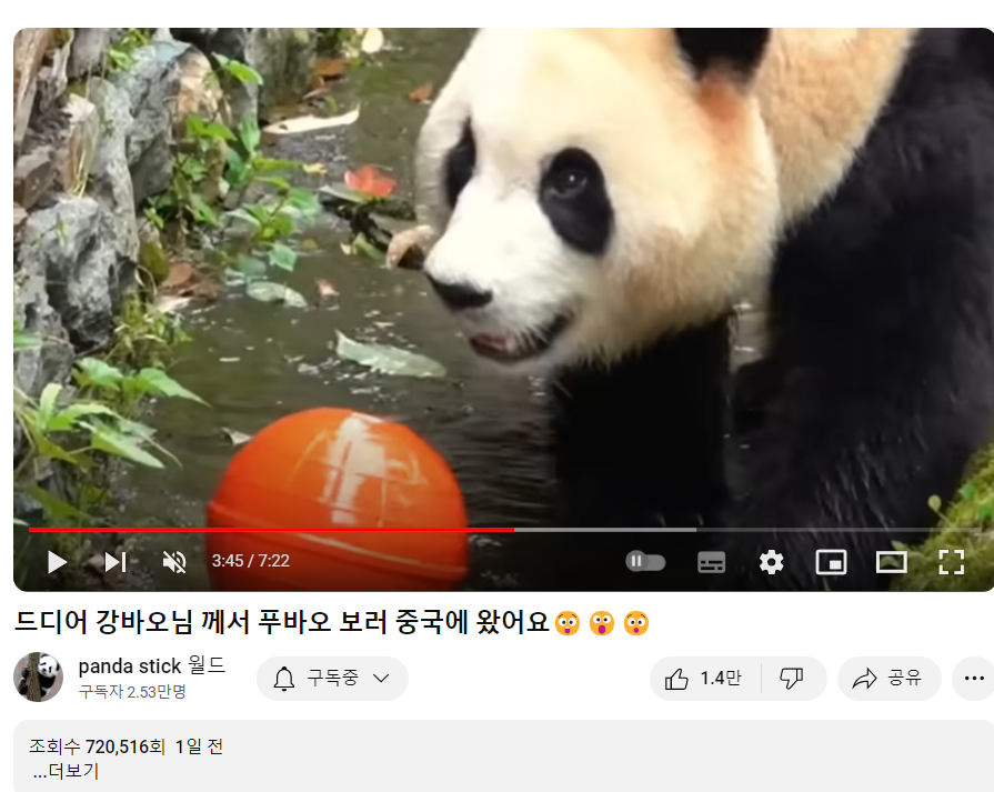 푸바오와 강할부지 만남?! 중국 간 강바오 사육사 동영상, 쌍둥바오 루이,후이 생일파티 인형, 굿즈
