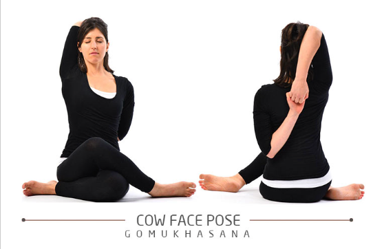 Cow Face Pose (Yoga Stretch)