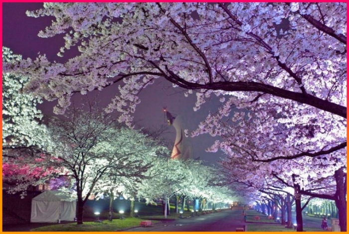 오사카 벚꽃 야경