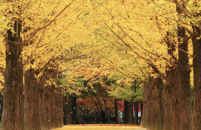 남이섬 단풍