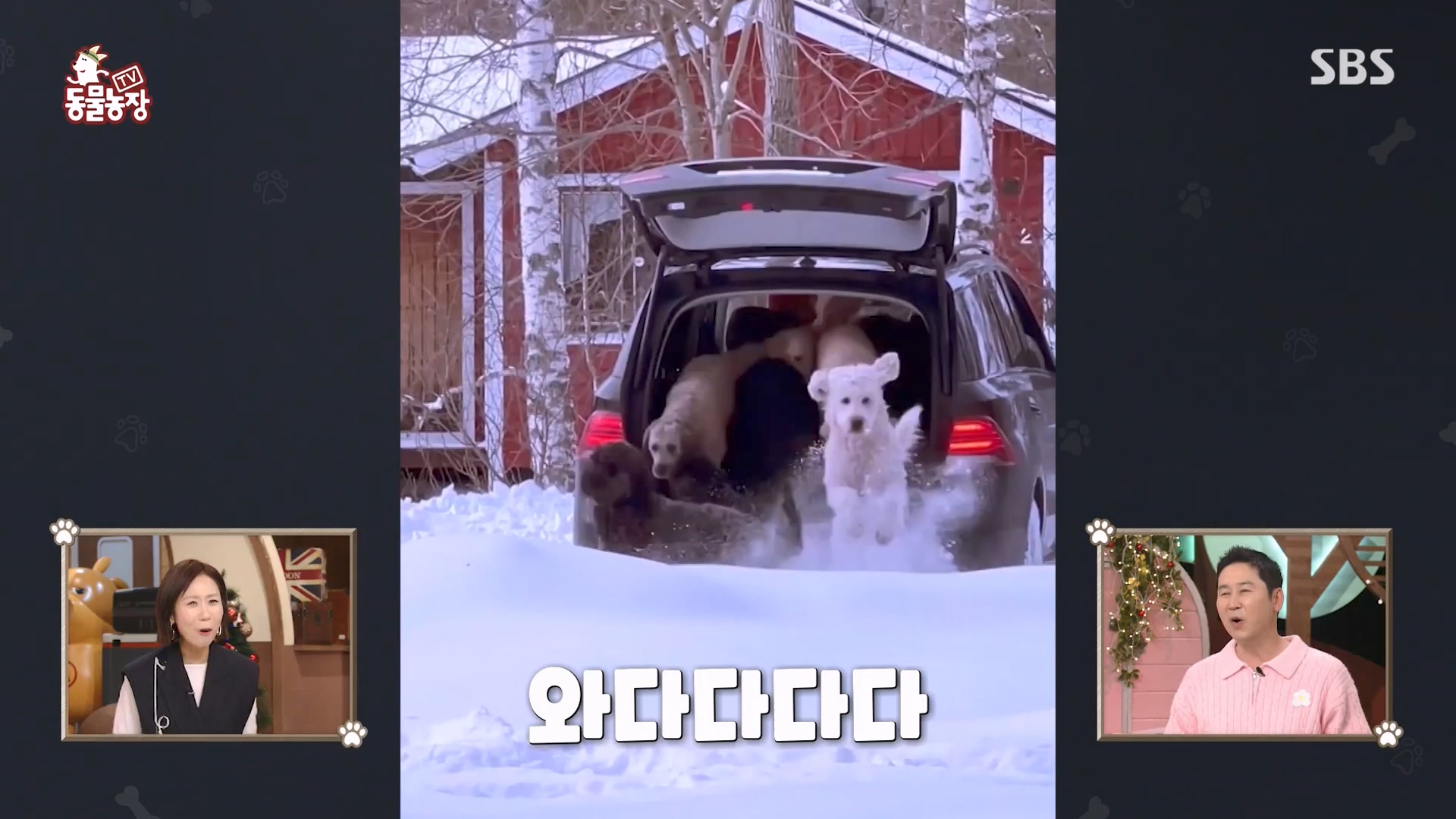 TV 동물농장.E1151.231224p-NEXT.mp4_20231224_154134.050.jpg