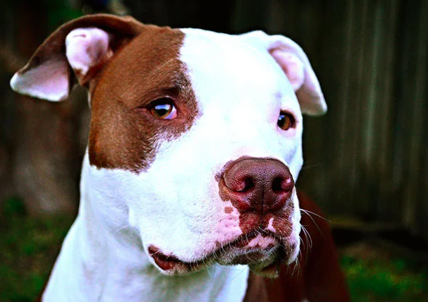 핏불테리어 성격 아메리칸 핏불 테리어 1편...기본 정보 포토 성격 3