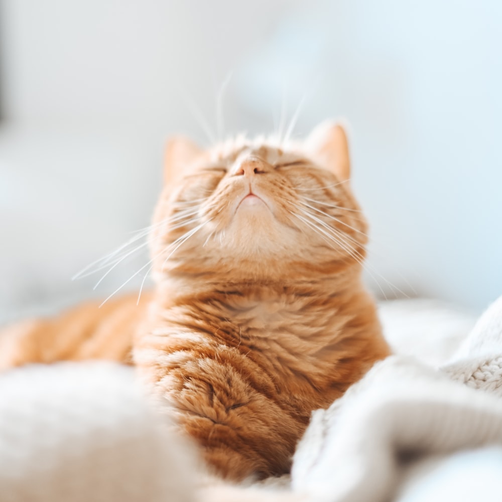 고양이 꿈해몽 태몽 34가지