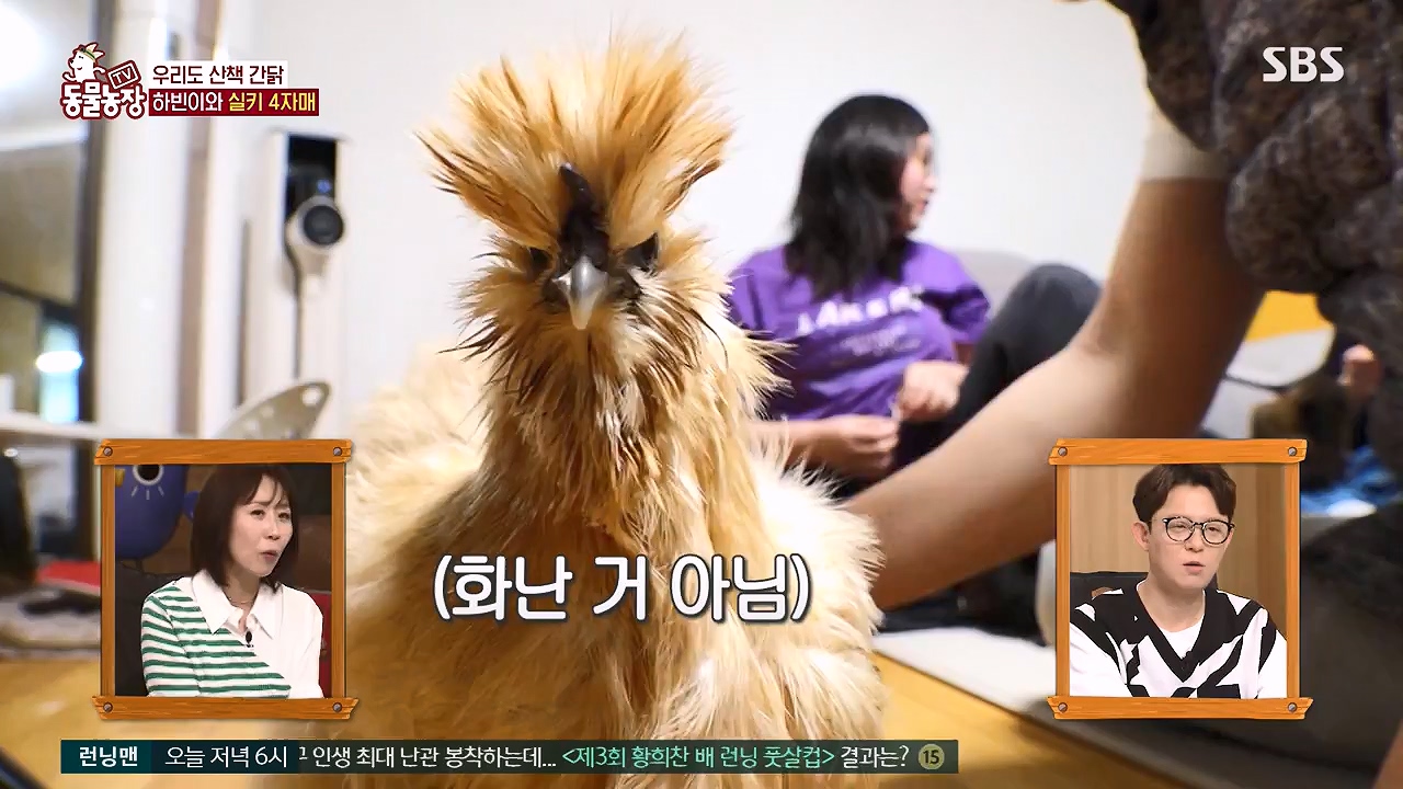 TV 동물농장.E1175.240610p-NEXT.mp4_20240609_160255.289.jpg