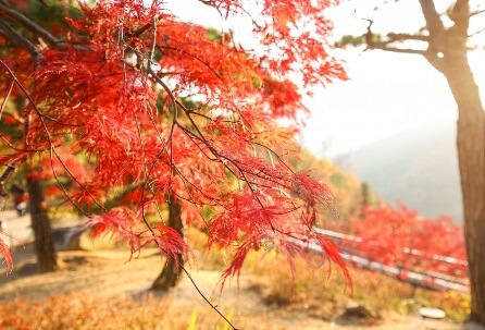 화담숲 예약 가격 할인