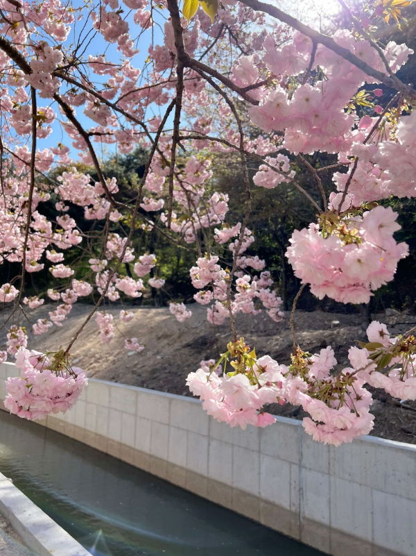 햇살과 연분홍 벚꽃