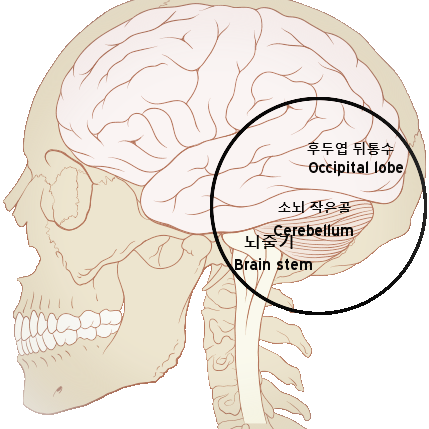  두뇌와 음악