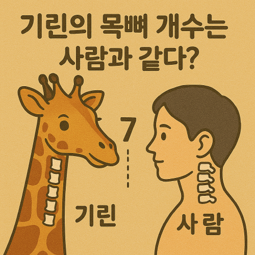 기린 목뼈에 대한 해부학적 이미지