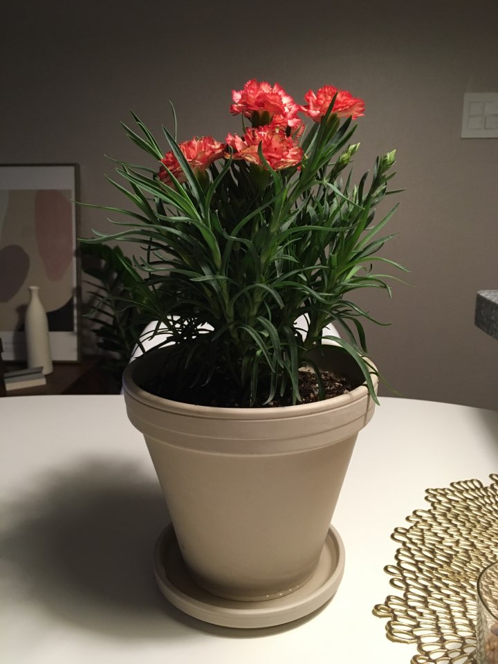  예상치 못한 화분 벌레의 습격 . 흙알갱이 같이 작은 벌레 ( fit. 응애) ㅠㅠ . 모든 화분 천연살충체 뿌려주기 . 제충국 + 바로킬로 박멸 .