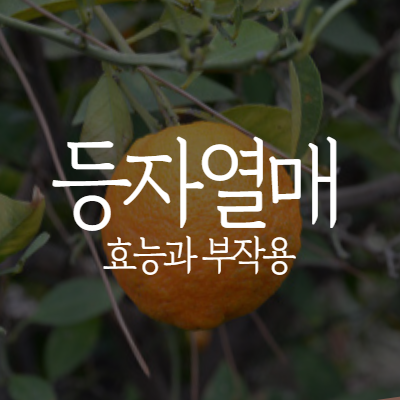  등자열매 효능