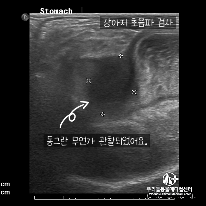 수술 후 마시티닙 항암치료 13살 노령견 강아지 위암 5