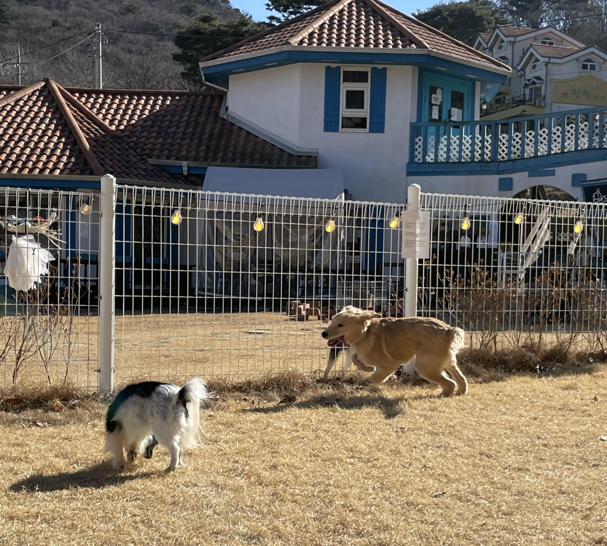 견생 6개월차 골댕, 견생 첫 천연 16