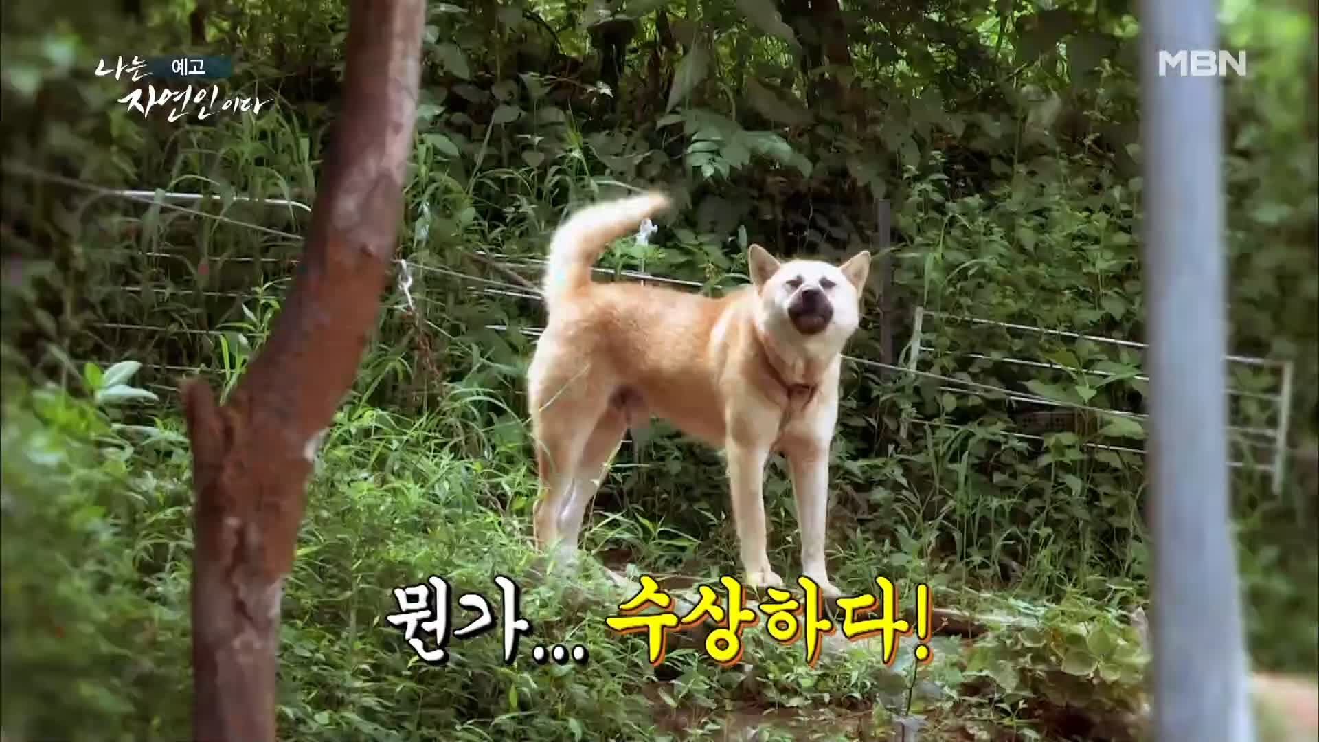 이승윤 윤택 나는 자연인이다 517회 나의 유쾌한 장풍 수련기! 공무원 은퇴 강키호테 자연인 강수상 소개 및 출연 다시보기