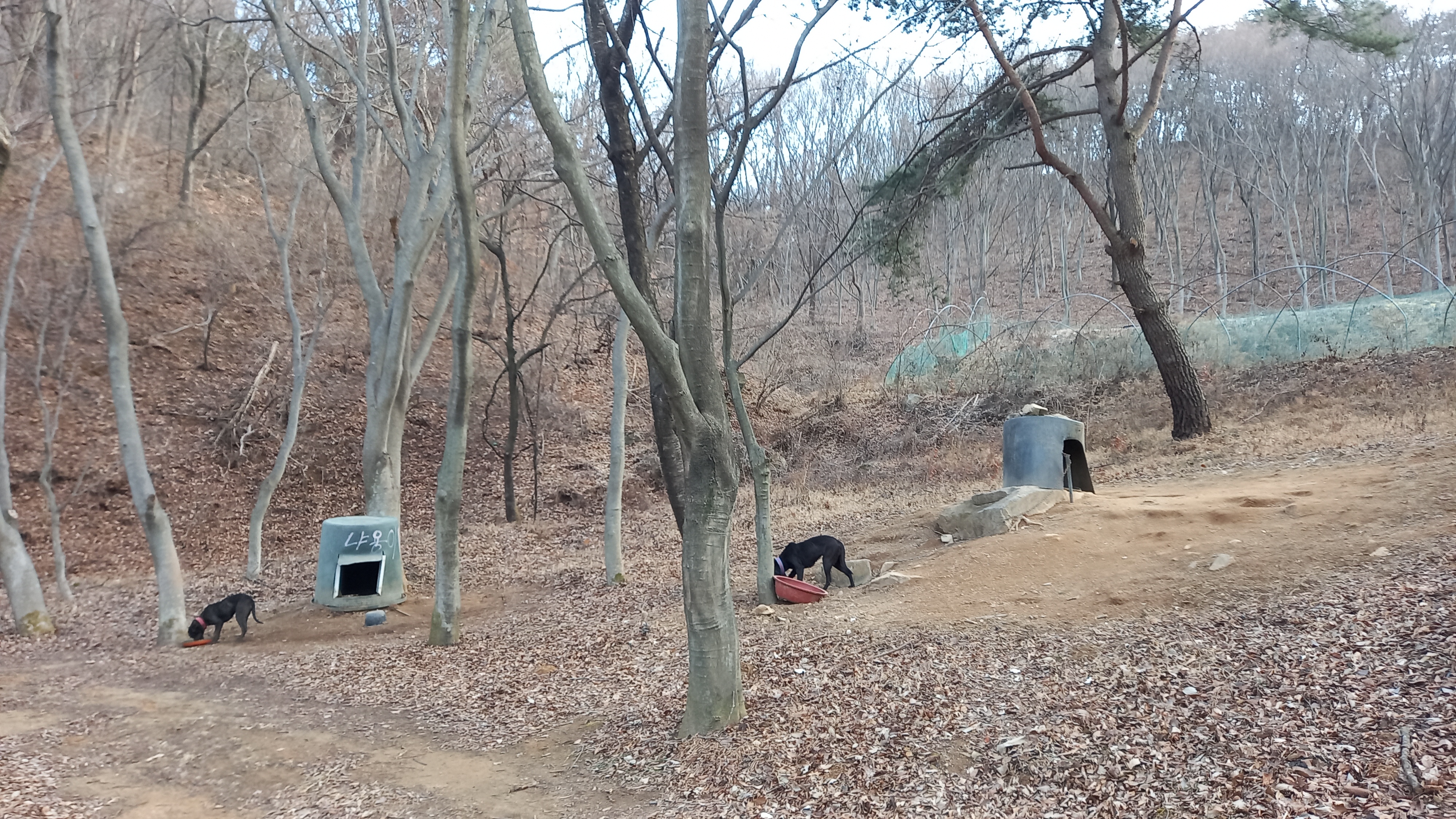 영상일기/20230216/나대자연 33