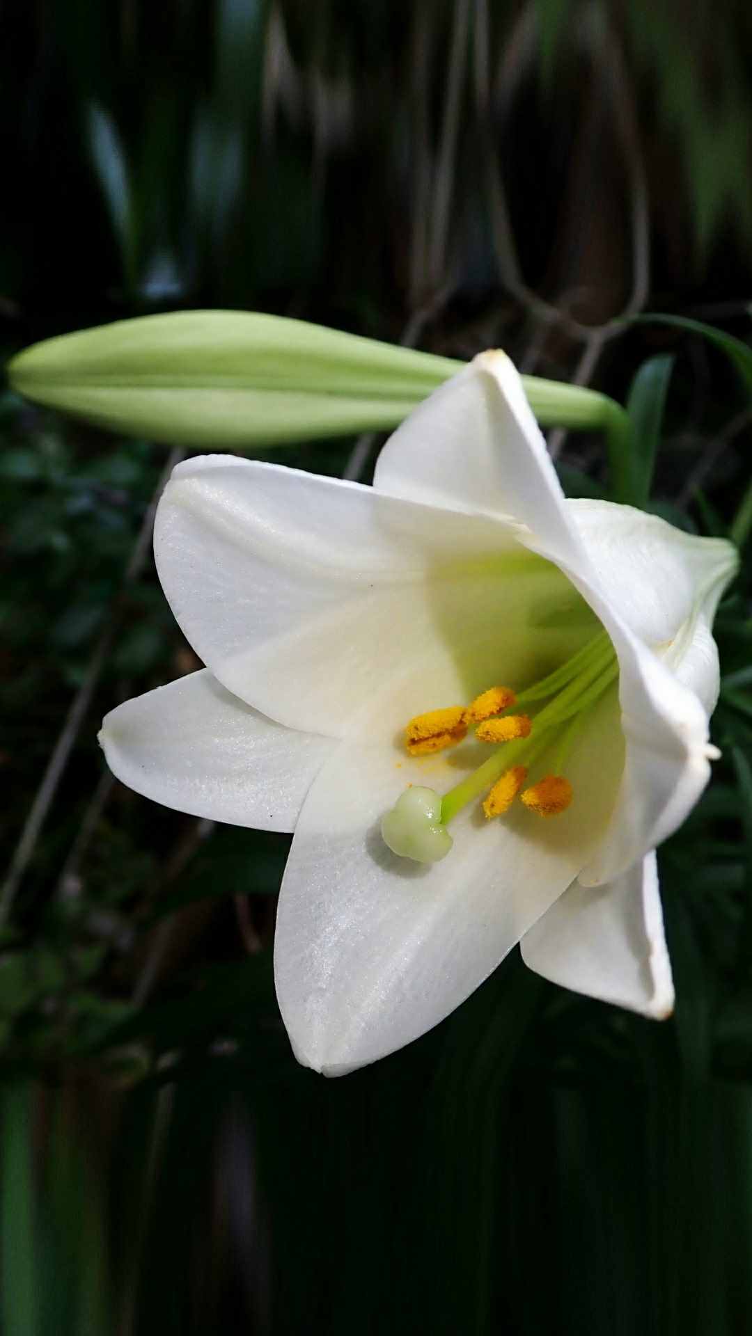 Lily Flower iPhone Wallpaper