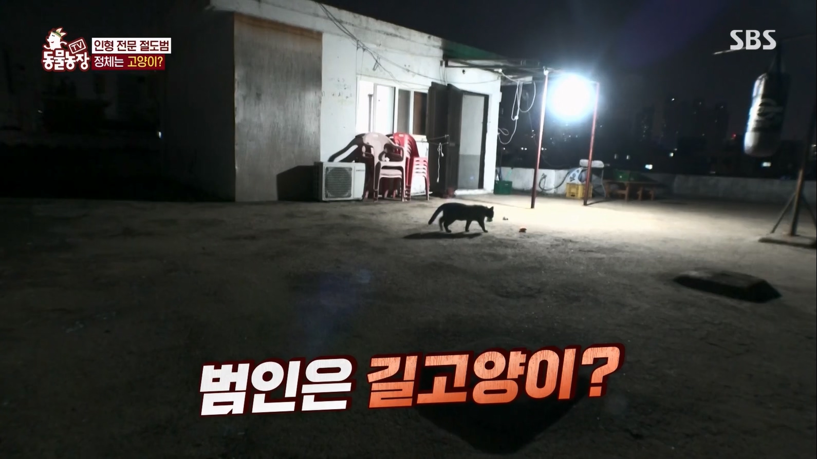 TV 동물농장.E1127.230702p.H264-F1RST.mp4_20230704_212703.209.jpg