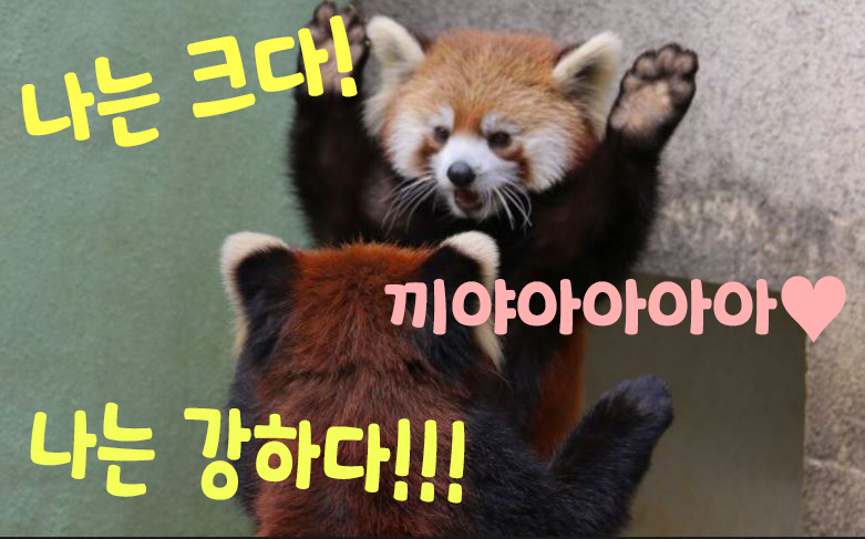  오늘의 타로! (오늘의 컨디션 확인)