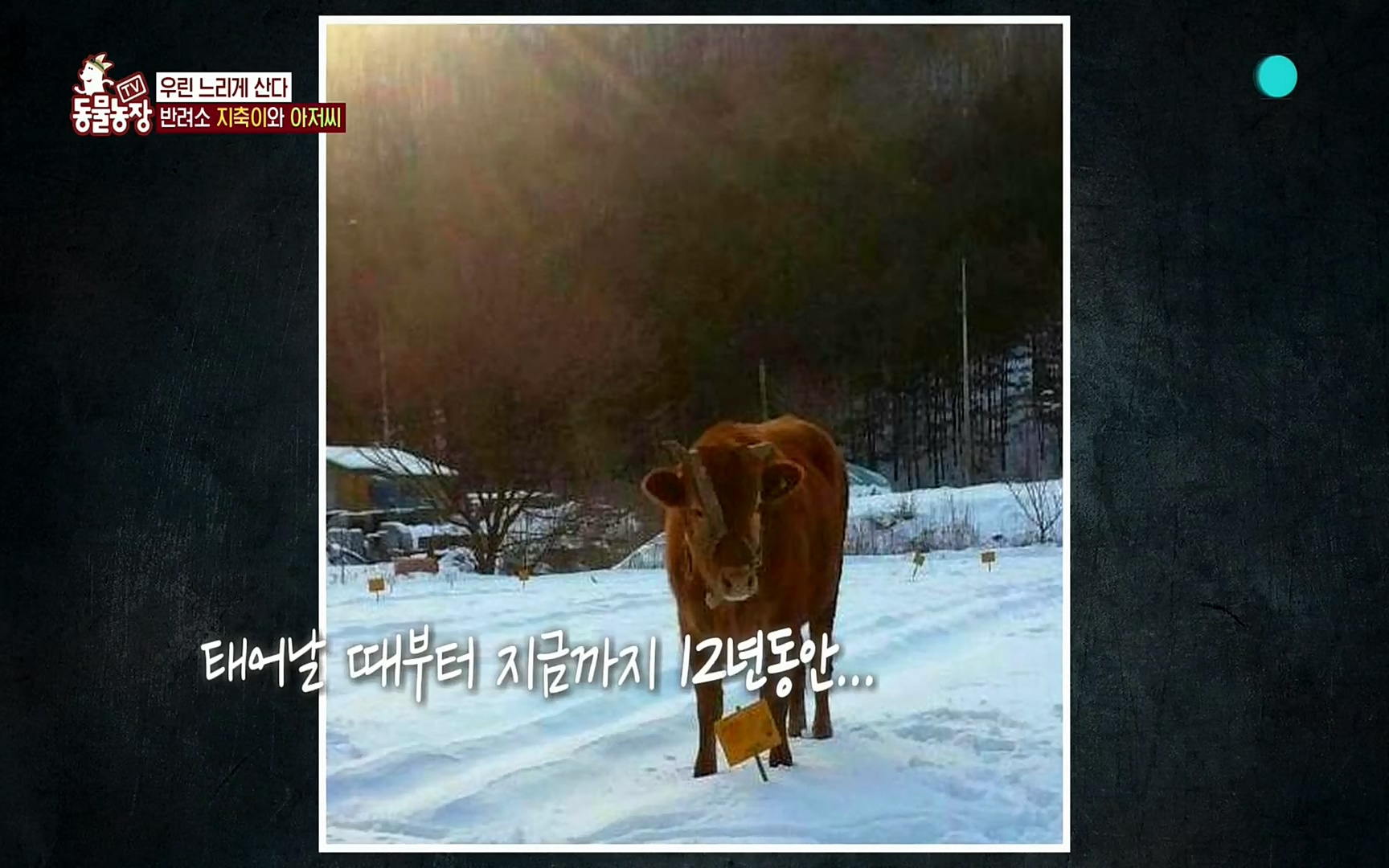 TV 동물농장.E1074.220619p.H264-F1RST.mp4_20220619_181137.602.jpg