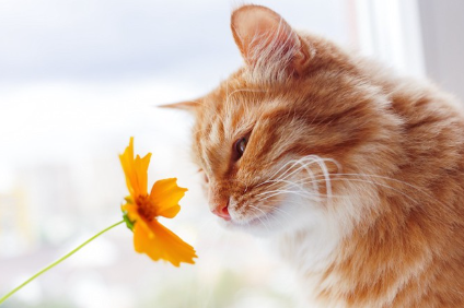 꽃향기를 맡는 고양이.