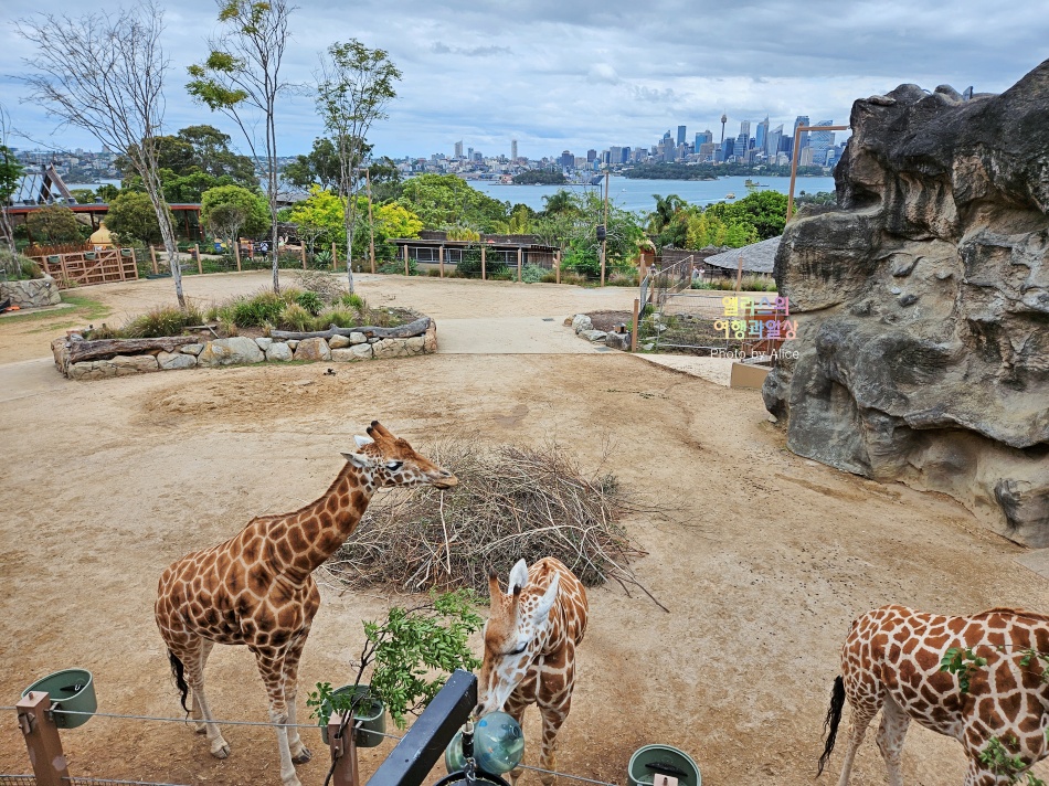 시드니 타롱가 동물원 할인이용 팁 & 하버 호퍼 24시간 패스 이용후기
