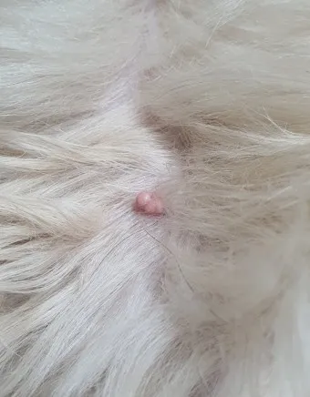 강아지 쥐젖 사마귀 지방종 증상 치료법_8