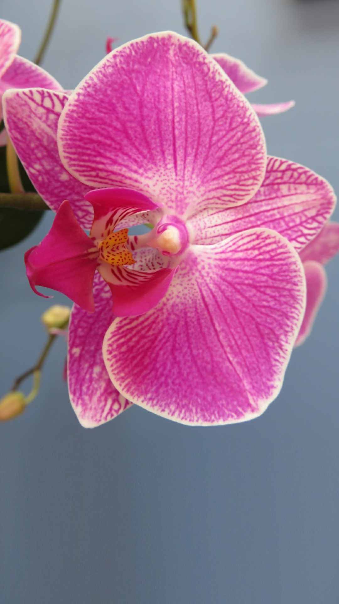 Orchid iPhone Wallpaper for Flower