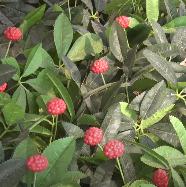  산삼과 산삼배양근 그리고 인삼의 차이는