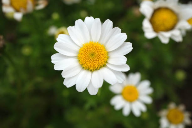 공주 미르섬 샤스타데이지