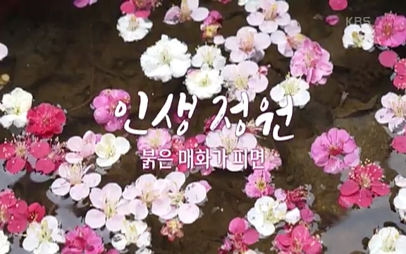 다큐 인사이트 - KBS인생정원 - 붉은 매화가 피면] 봄이면 가장 먼저, 그리고 가장 붉게 피어나는 강인한 소성의 매화.ts_20220818_202056.410.jpg