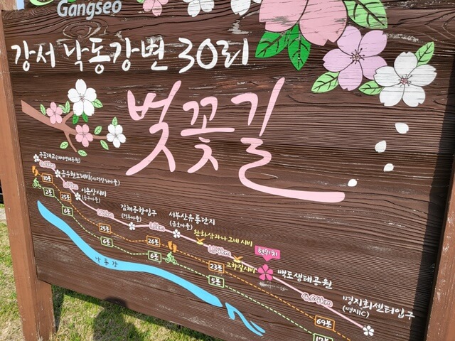 부산벚꽃명소&#44; 낙동강변30리 벚꽃길