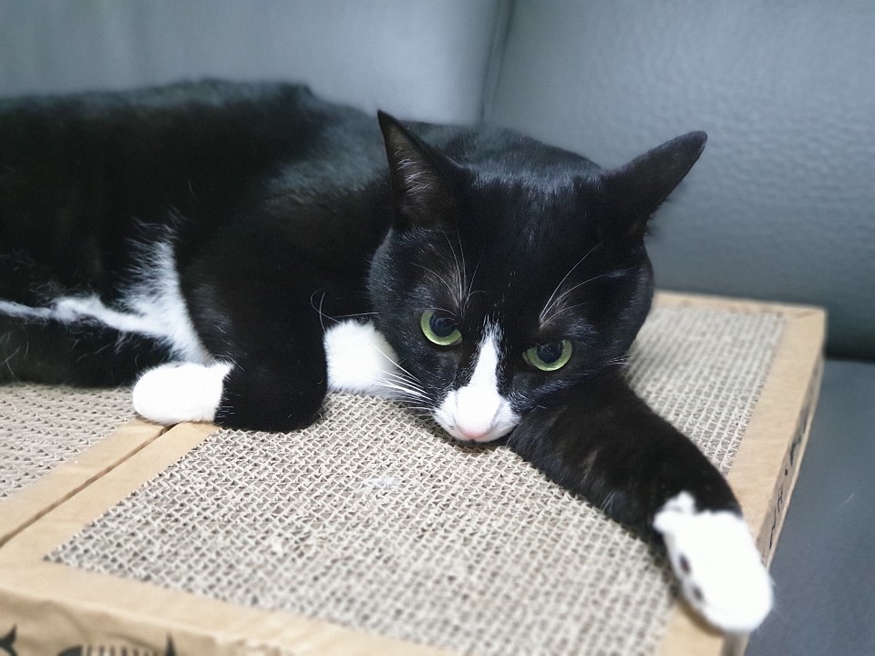  고양이 귓병, 고양이 외이염 원인 및 치료는 이렇게!