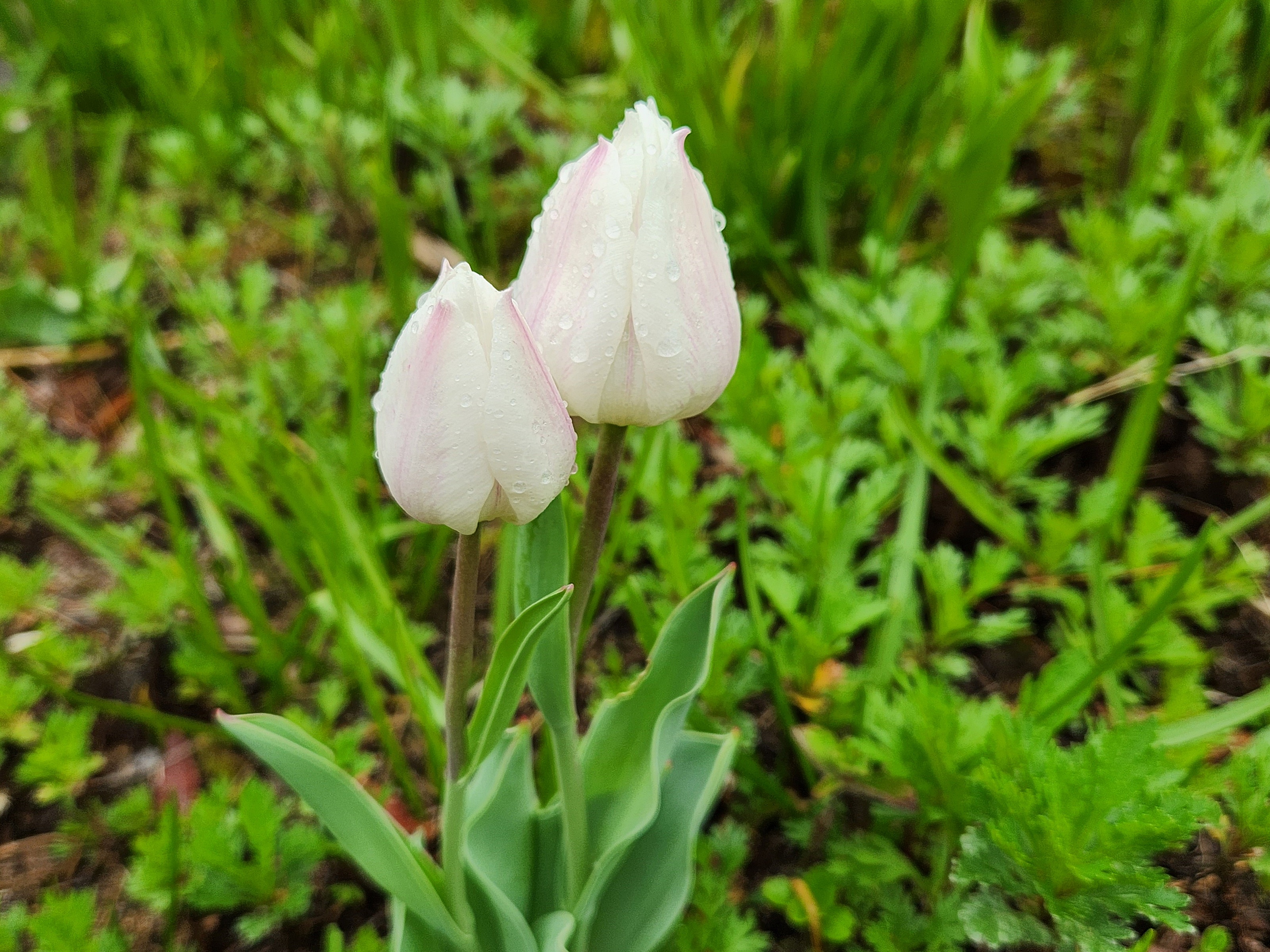 튤립 (Tulip)