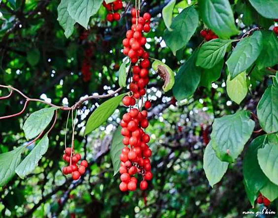 청심대학교 평창