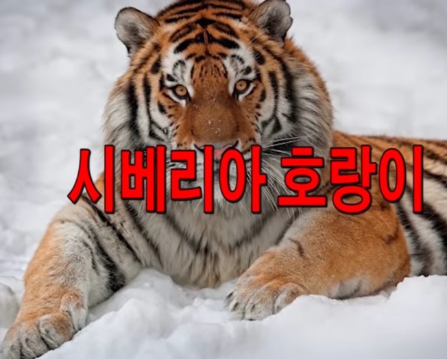  호랑이가 아프리카에 가면?