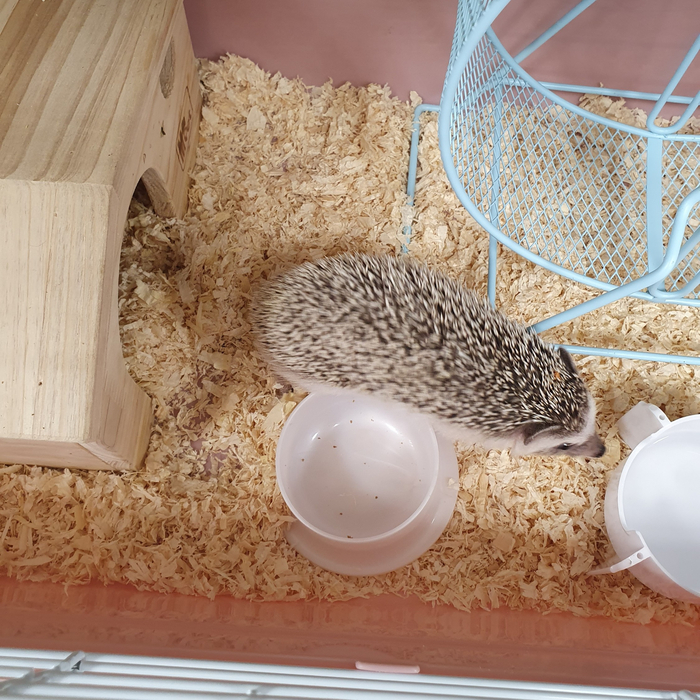 '키우다' 이마트 '반려동물 코너 고슴도치 vs 기니피그' 5