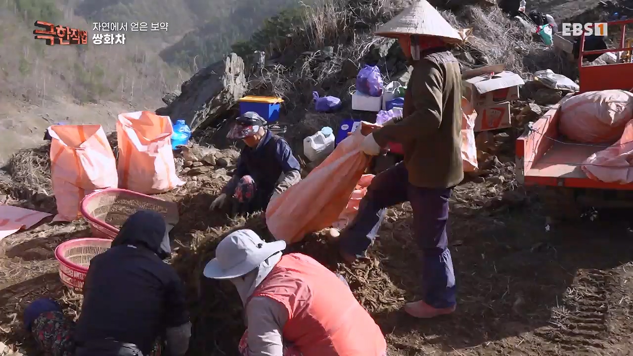 TV - 전 국민의 평생학교 EBS자연에서 얻은 보약, 상황버섯과 산나물, 쌍화차.mp4_20240615_172252.402.jpg