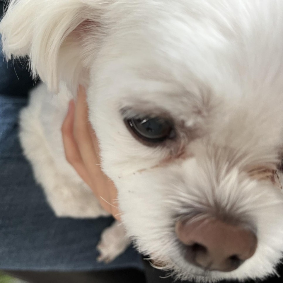 눈물 깔끔한 관리 도전! 2