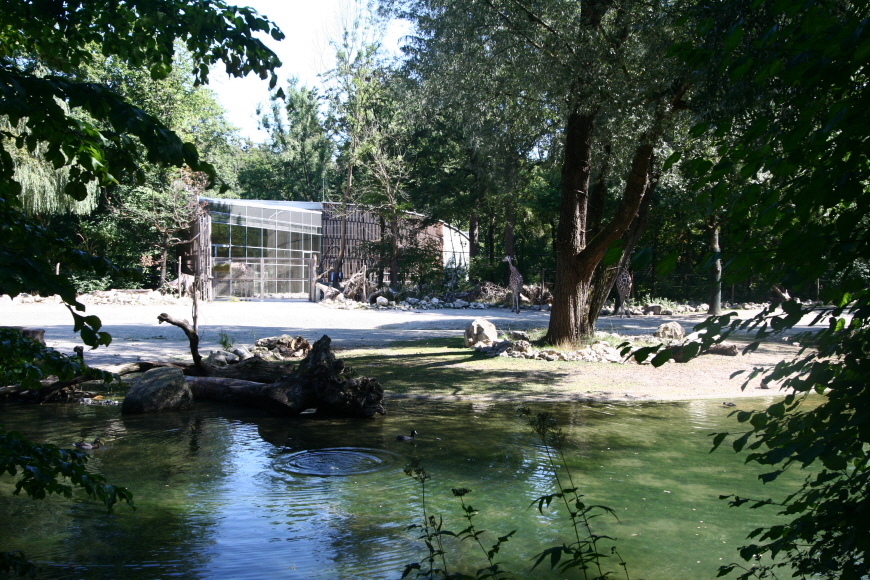 독일뮌헨-헬라브룬동물원-기린