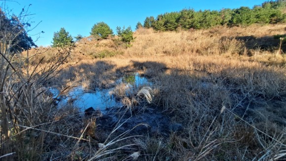 정물 당오름, 오름 그리고 금악오름 24