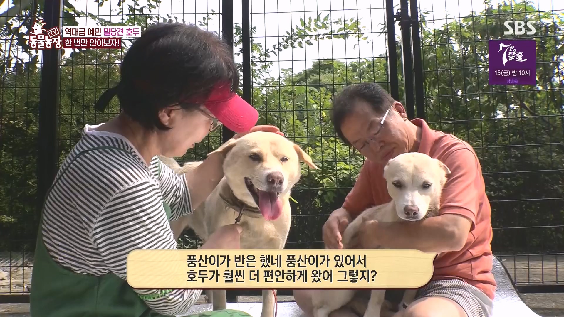 TV 동물농장.E1136.230903p.H264-F1RST.mp4_20230903_180350.866.jpg
