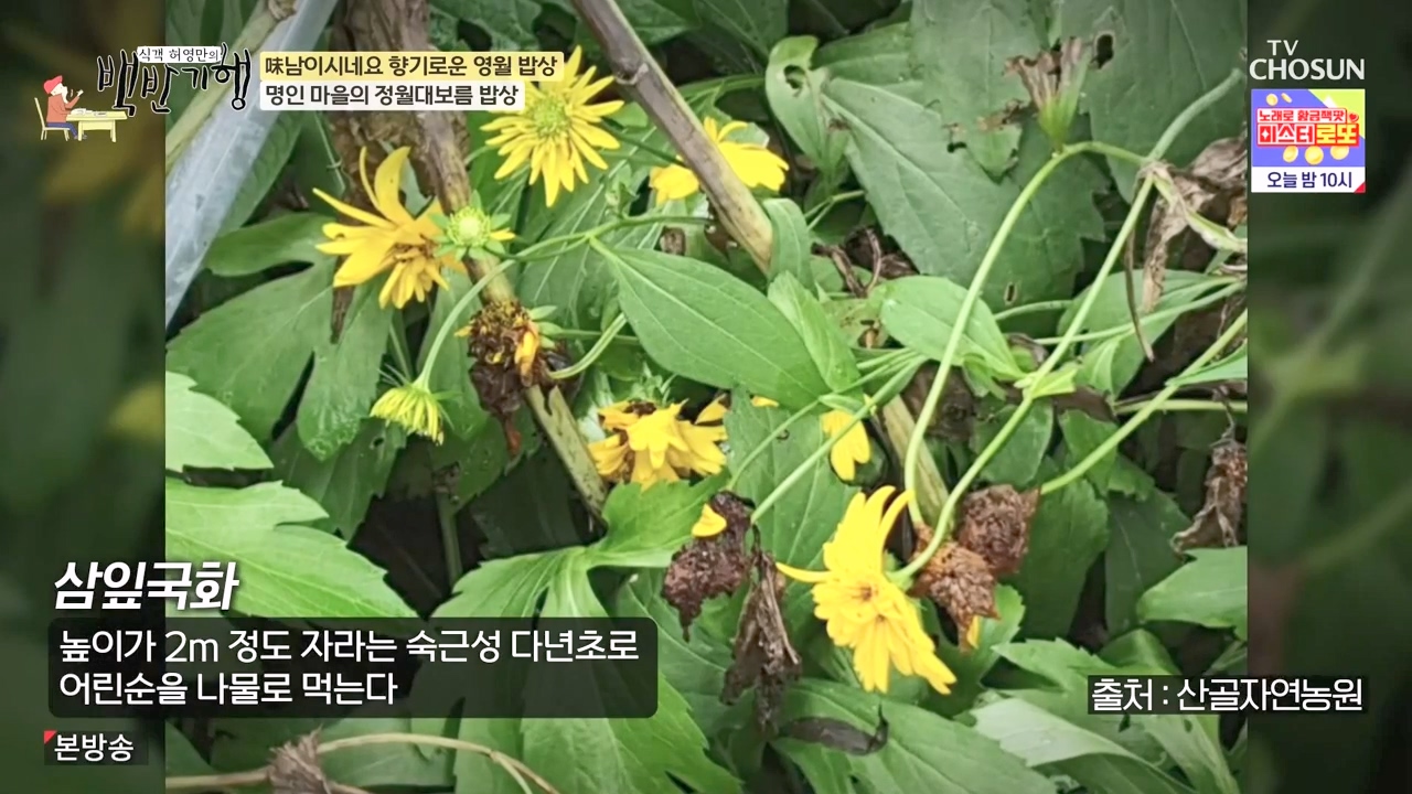 식객 허영만의 백반기행.E236.240224p-NEXT.mp4_20240224_161939.141.jpg