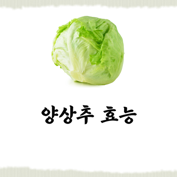  양상추 효능 우리가 알지 못했던 사실