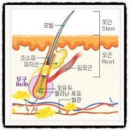 모낭 구조 모공 구조