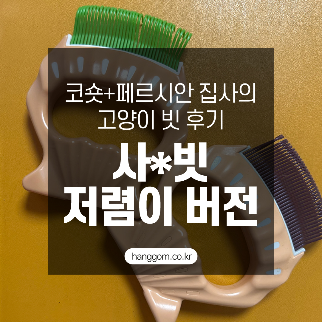 코숏+페르시안 집사의 고양이 브러쉬 빗 후기 – 사*빗 저렴이 버전 추천!🐱