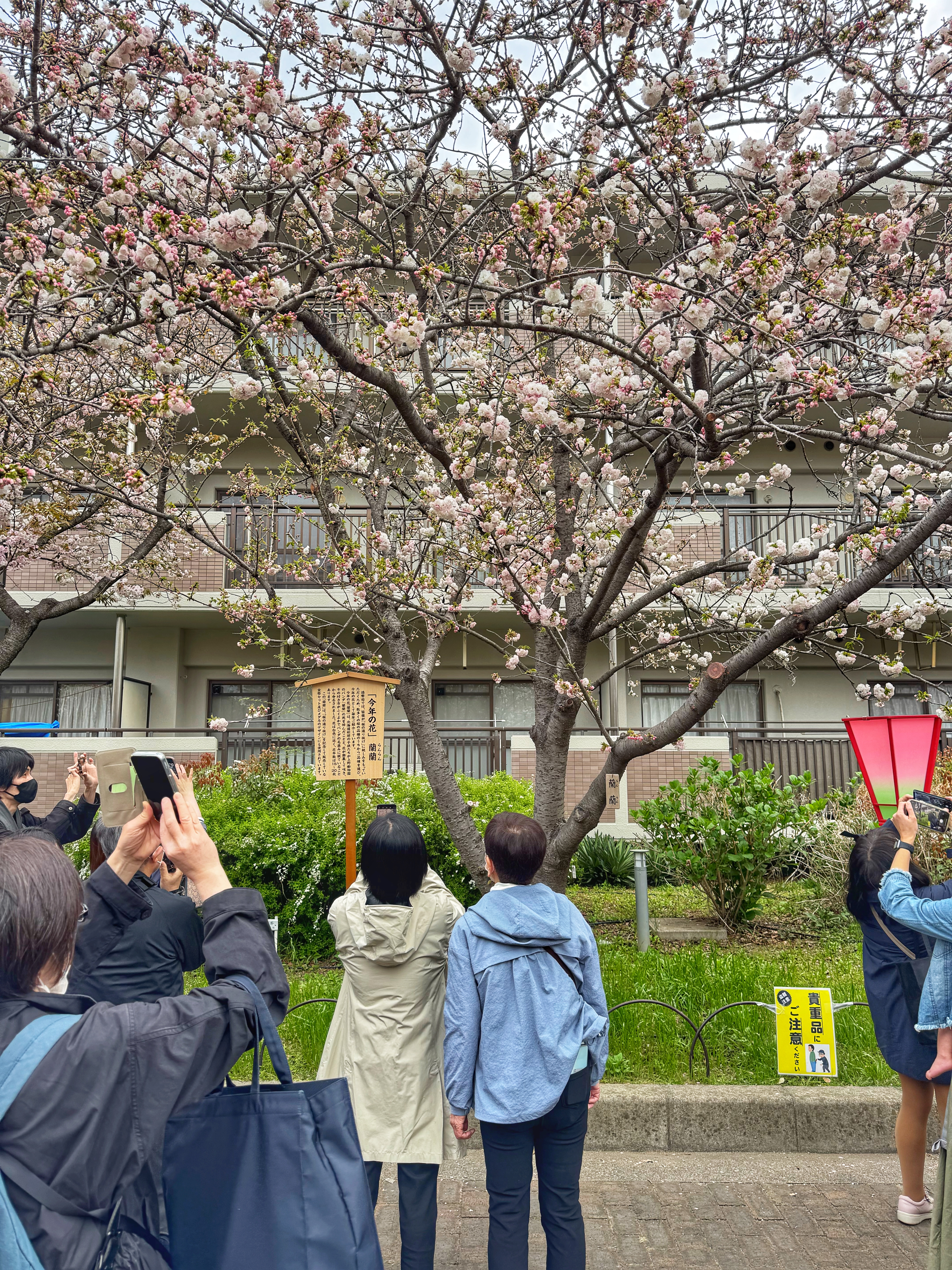 [일본 오사카] 조폐국 본국 벚꽃 통과하기 축제 후기 Cherry Blossom Viewing in Mint Osaka Japan