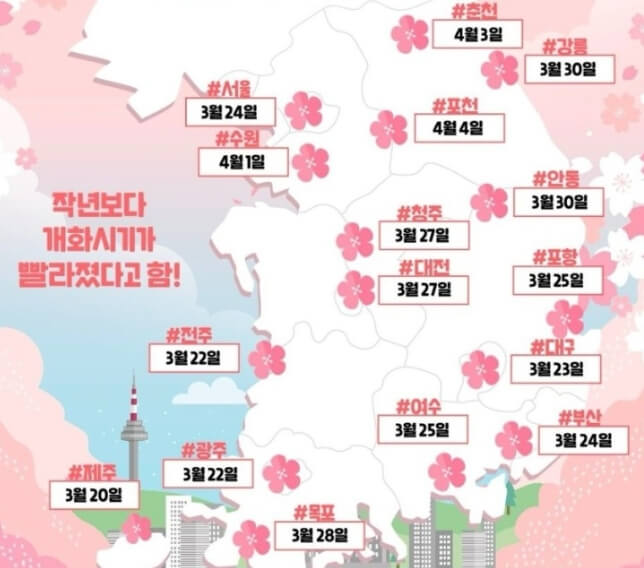 2024년-전국-벚꽃-개화-일정