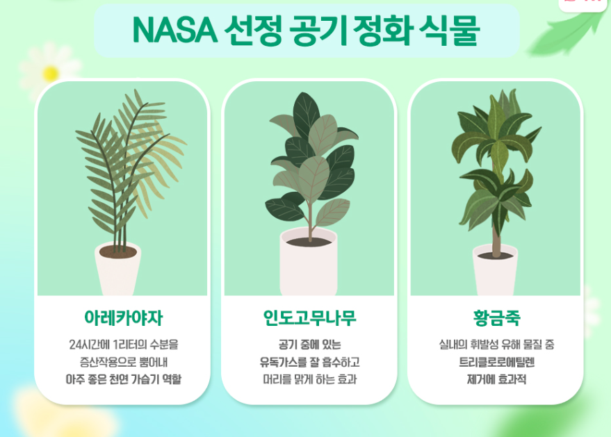NASA 선정 공기 정화 식물 3종